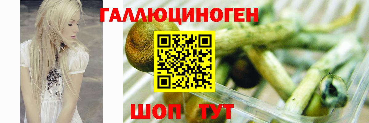 Псилоцибиновые грибы Cubensis Котельники